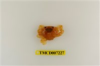 藏品(頑強黎明蟹)的圖片